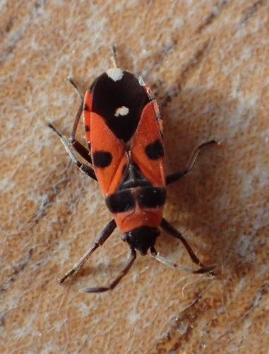 Horvathiolus superbus